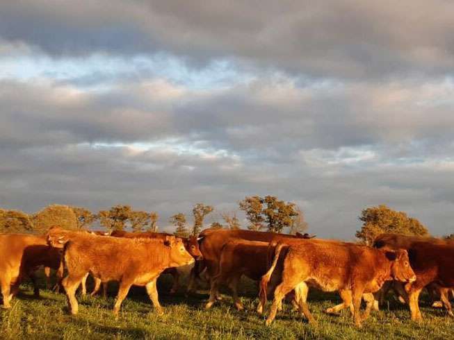 Les bœufs de la ferme les chemins de traverse