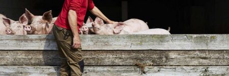 Reportage à la ferme de la Gourinière. Treize-Septiers, le 12 août 2021.