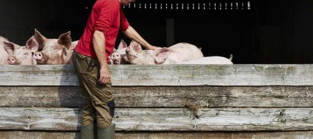 Reportage à la ferme de la Gourinière. Treize-Septiers, le 12 août 2021.
