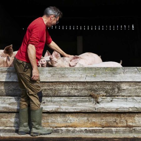 Reportage à la ferme de la Gourinière. Treize-Septiers, le 12 août 2021.
