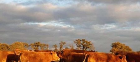 Les bœufs de la ferme les chemins de traverse