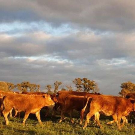 Les bœufs de la ferme les chemins de traverse