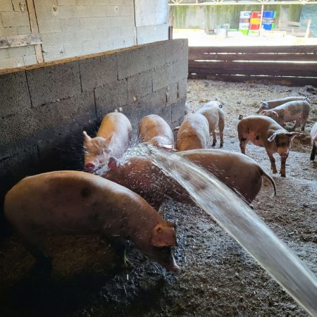 cochons arrosés à cause de la canicule