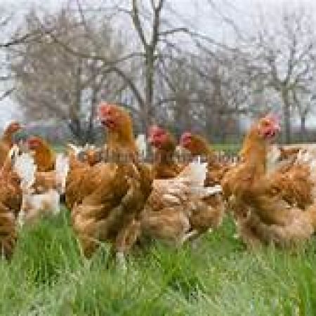 poulets