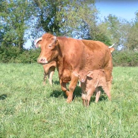 vache-veau